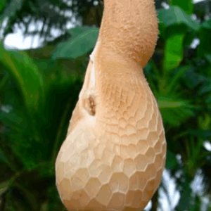 Goat's Boti (Intestine) - ஆட்டுக்குடல் - 1 set