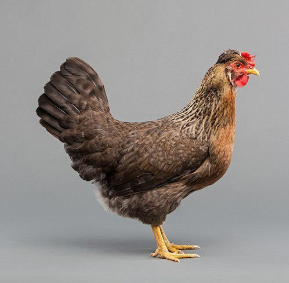Karai-Farm's Live Country Chicken (சிறுவிடை உயிர்க்  கோழி) Weight - 1Kg
