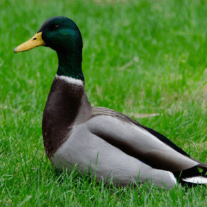 Karai-Farm's Live Country Duck Weight-1.5 kg