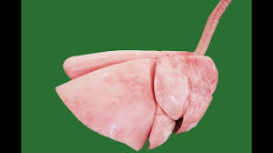 Goat's Lung - ஆட்டு நுரையீரல் 1pc